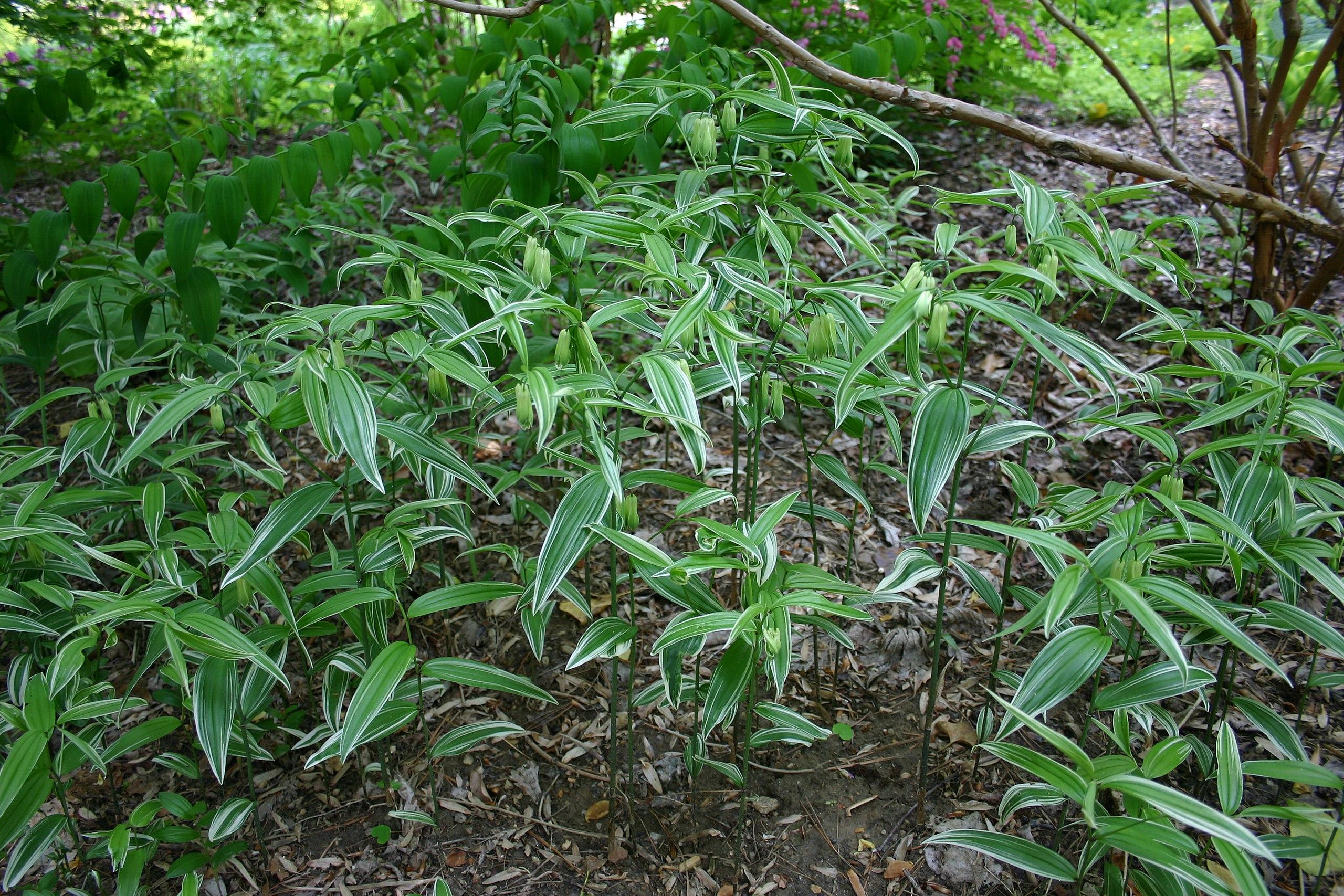 green flowers with white-green foliage and brown stems and branches