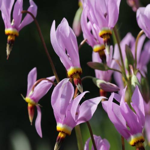 purple-yellow flowers with purple-gray stigmas and purple buds with light-green sepals on maroon-green stems