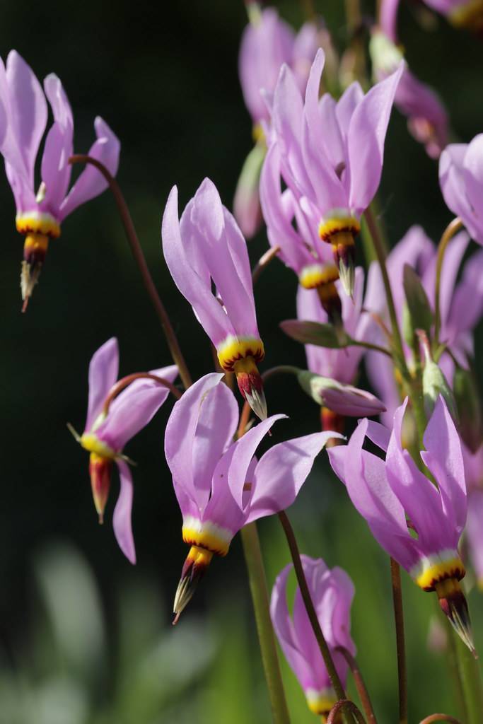purple-yellow flowers with purple-gray stigmas and purple buds with light-green sepals on maroon-green stems