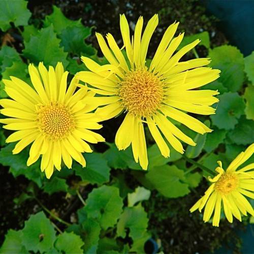 yellow flowers with dark-yellow center and bright-green leaves on green stems