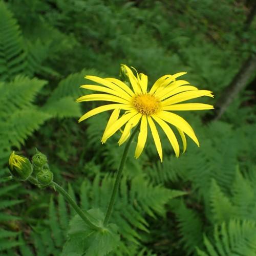 yellow flower with dark-yellow center, green stems, leaves and green-yellow buds