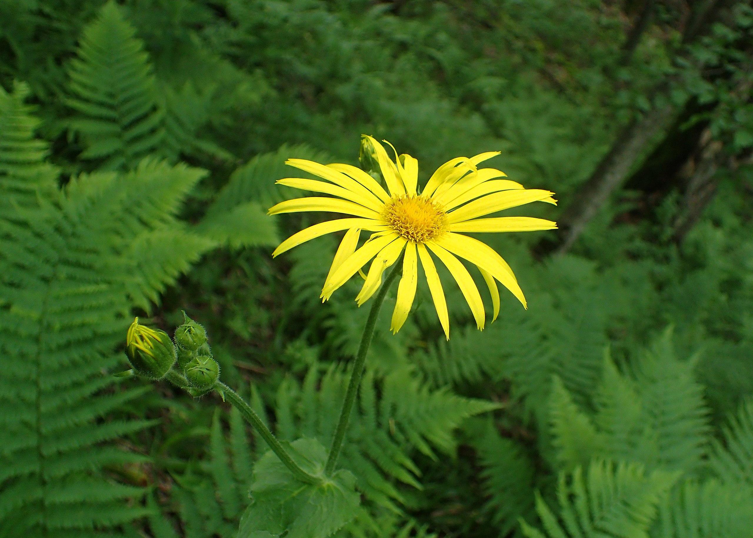 yellow flower with dark-yellow center, green stems, leaves and green-yellow buds