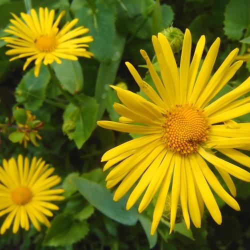 yellow flowers with orange center, green stems and leaves