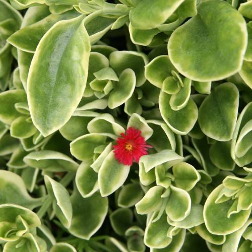 yellow-green leaves with green midribs and a red flower with a yellow center