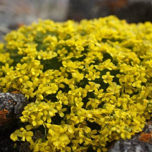 bright-yellow flowers with yellow center