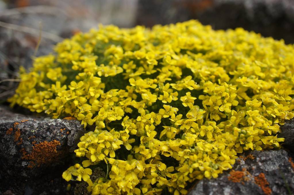 bright-yellow flowers with yellow center