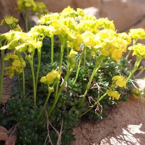 bright-yellow flowers with yellow filaments and anthers; and dark-green leaves on lime-green stems