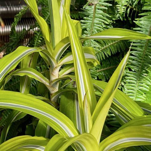 yellow-green leaves with white-black midribs on a light-brown trunk
