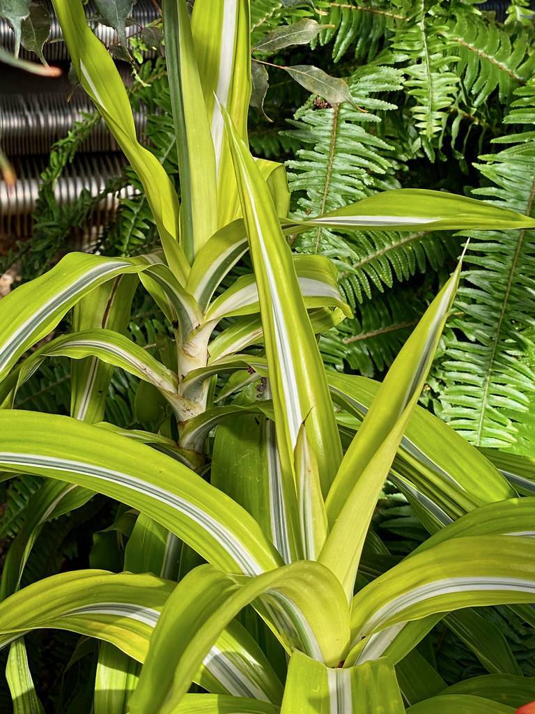 yellow-green leaves with white-black midribs on  a light-brown trunk