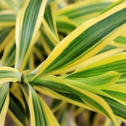 yellow-green leaves with light-green midribs