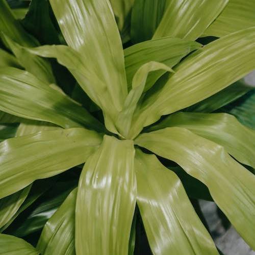 pale-green leaves with pale-green veins