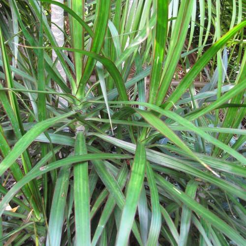 red-green leaves with yellow-green midribs