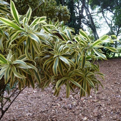 yellow-green leaves on brown twigs and branches