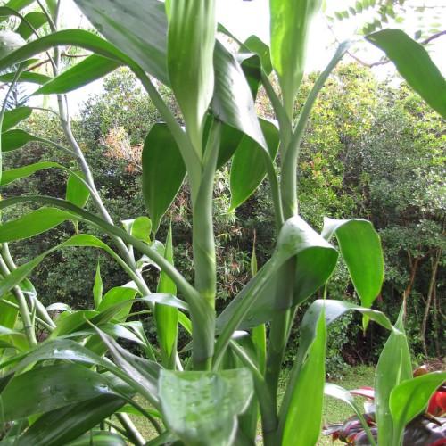green leaves and stems