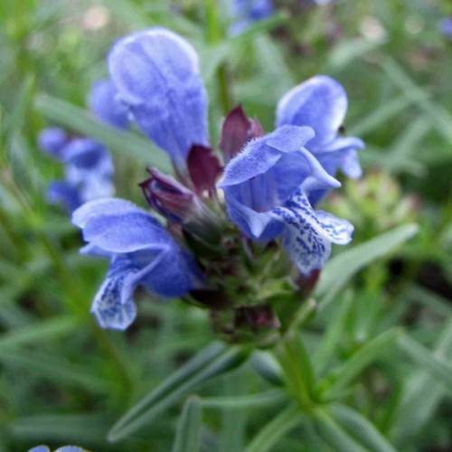 blue-violet flowers with green sepals, green leaves with green midribs and a light-green stem