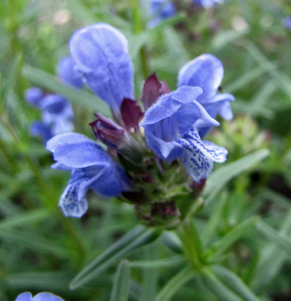 blue-violet flowers with green sepals, green leaves with green midribs and a light-green stem