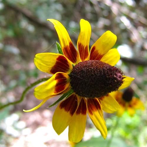 yellow-burgundy flowers with burgundy cone, green leaves and stem