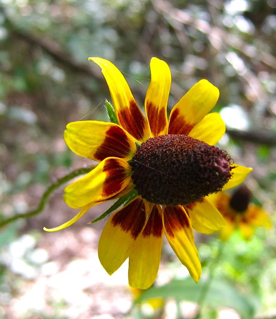 yellow-burgundy flowers with burgundy cone, green leaves and stem
