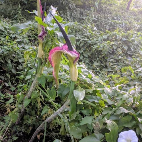 pink-cream flowers with gray-black spadix, light-gray-green stems and leaves