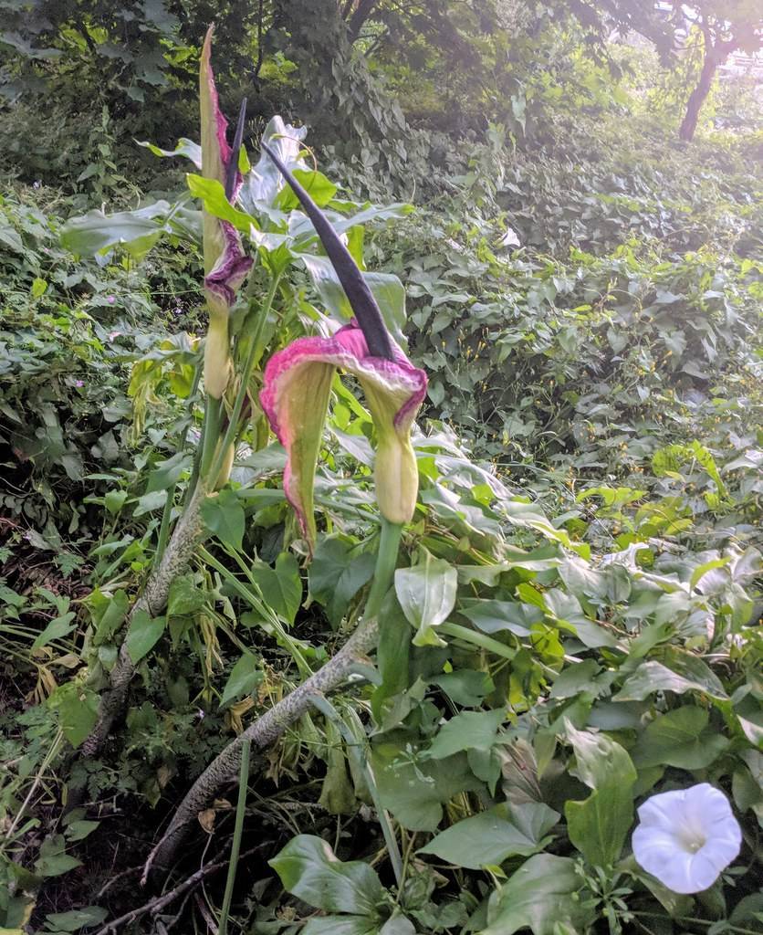 pink-cream flowers with gray-black spadix, light-gray-green stems and leaves