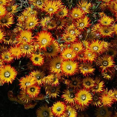 red-yellow flowers with light-yellow center, green buds, leaves and stems