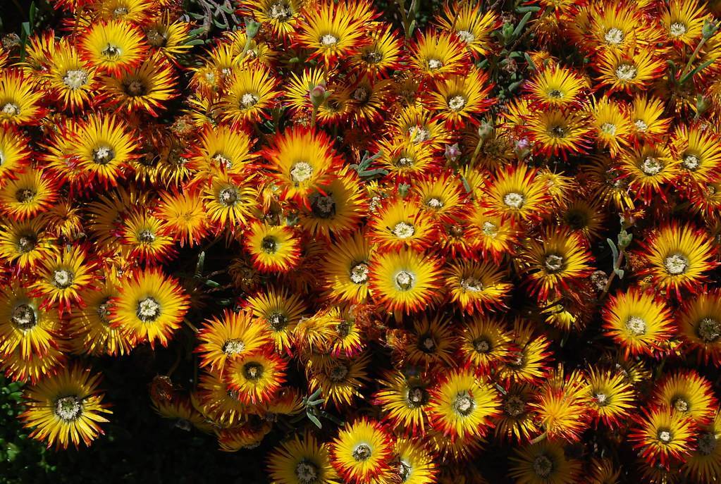 red-yellow flowers with light-yellow center, green buds, leaves and stems