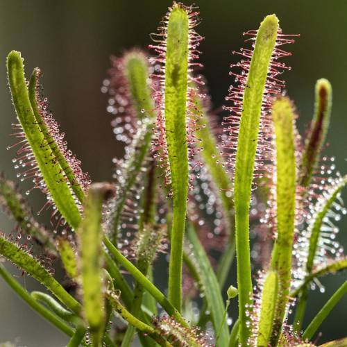 red-yellow foliage with pink-red hairs