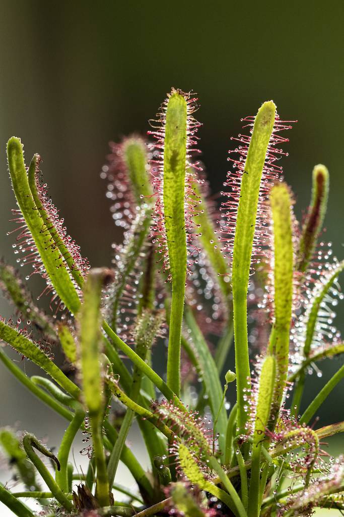 red-yellow foliage with pink-red hairs