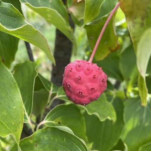 pink fruit with pink petiole, green leaves and light-green stems