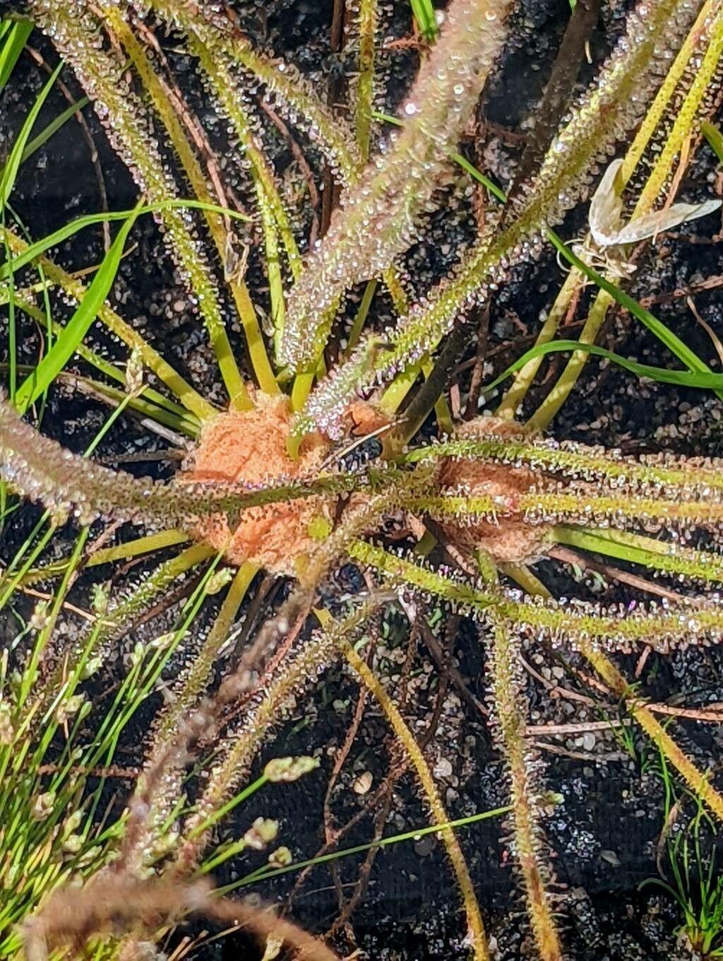 orange-lime flower with white hairs and green foliage