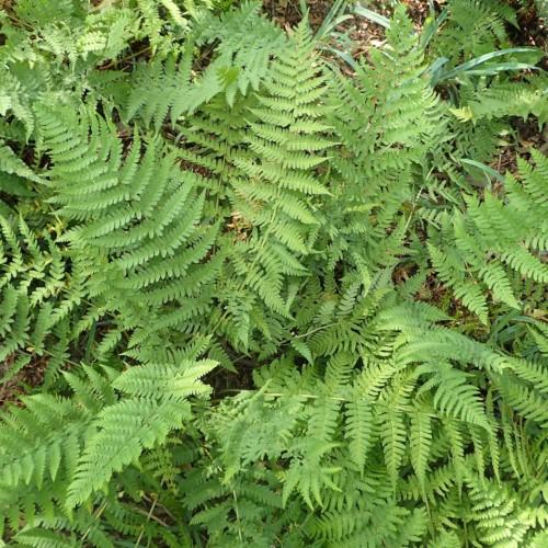 light-green foliage and stems