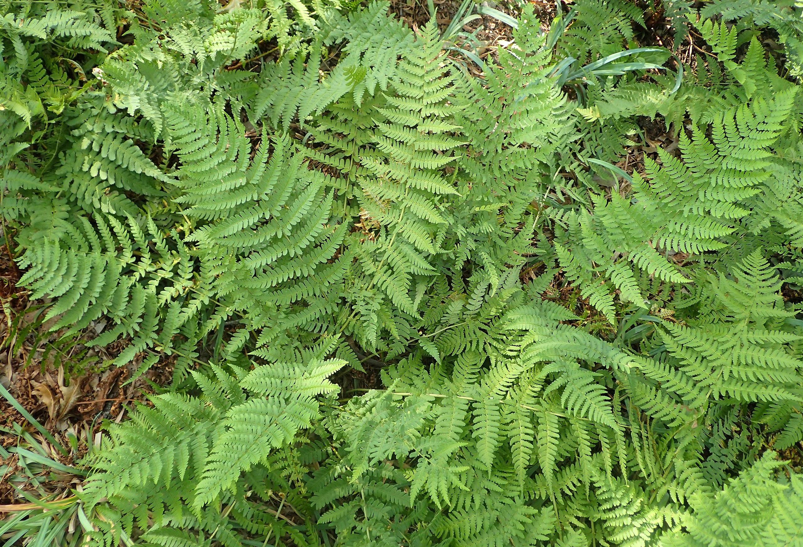 light-green foliage and stems 