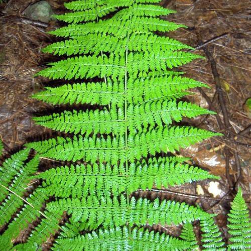 lush-green leaves on light-green petioles and stems