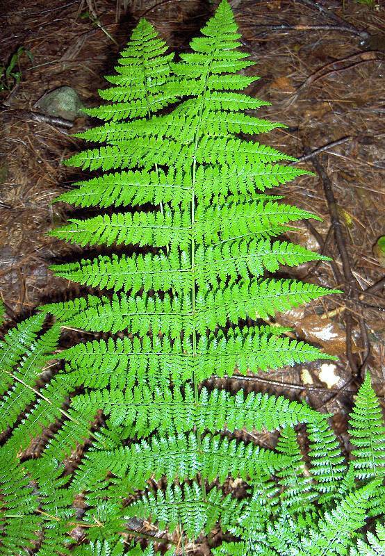 lush-green leaves on light-green petioles and stems