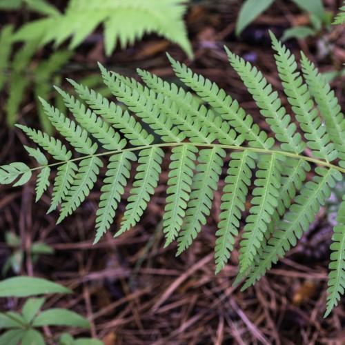 light-green leaves with yellow-green stems