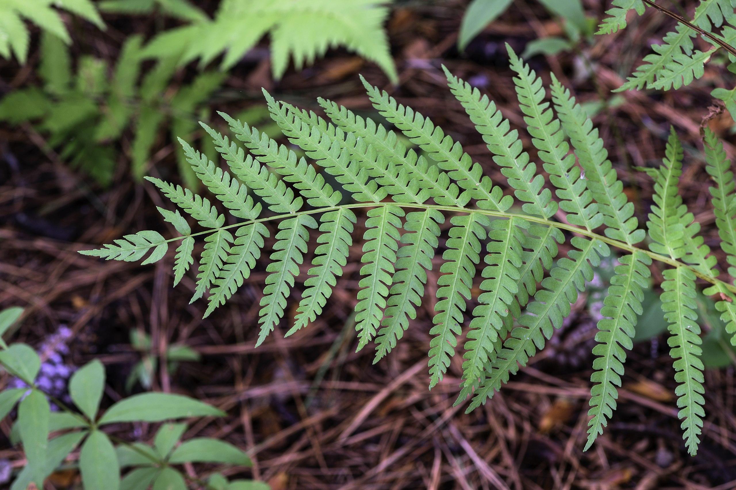 light-green leaves with yellow-green stems 