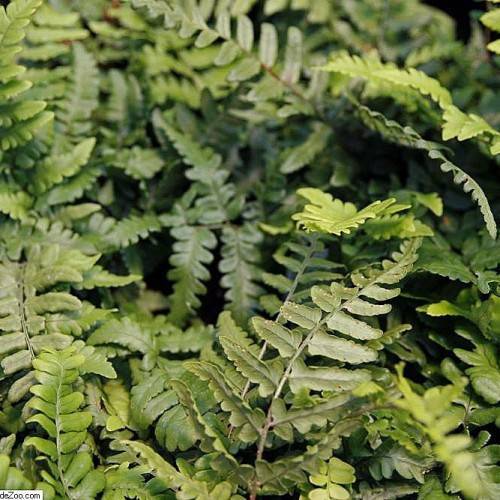 olive-green leaves with green midribs on light-green petioles and stems