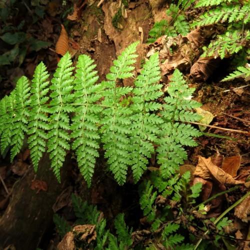 lime foliage with lime-brown stems
