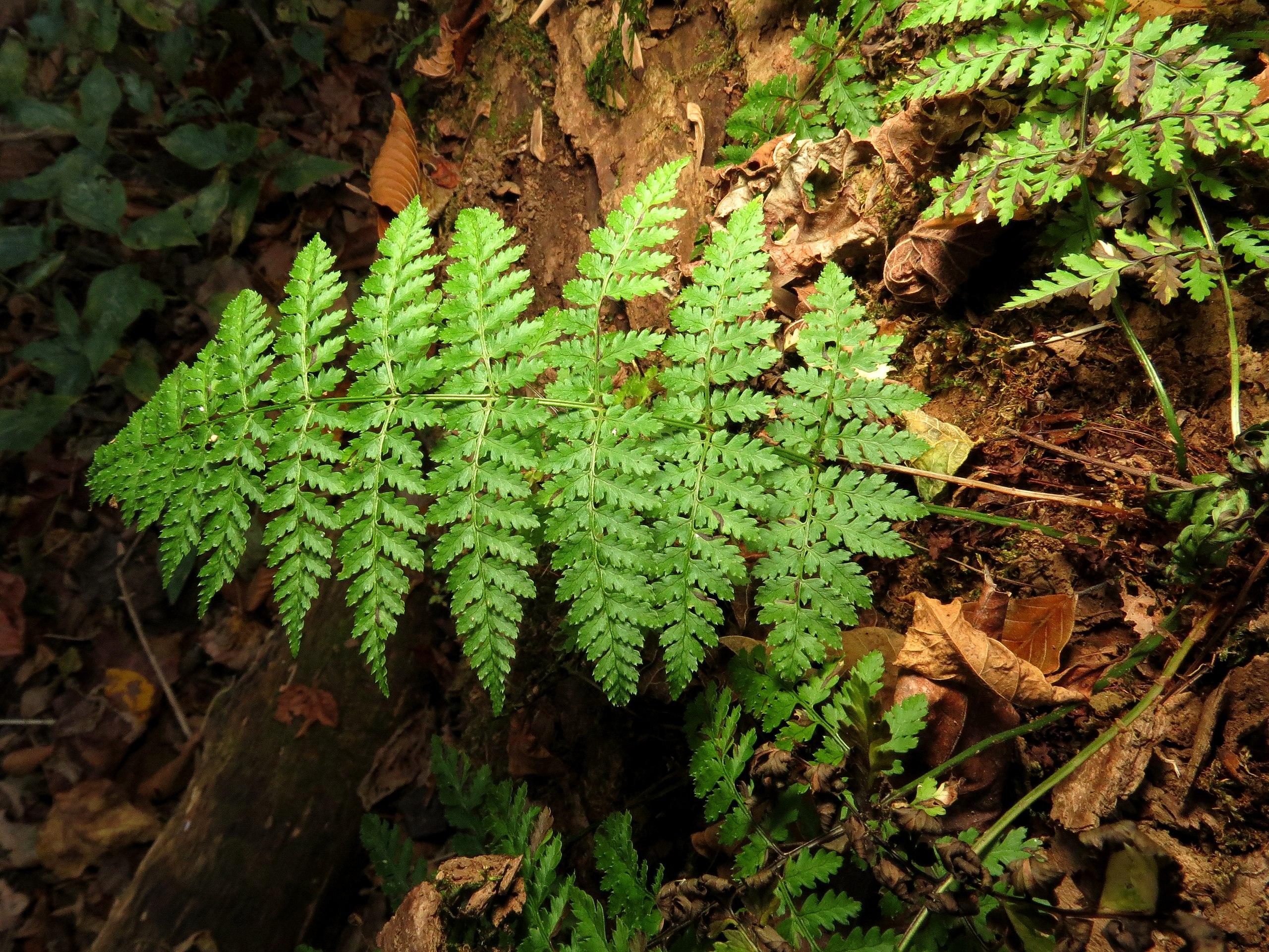 lime foliage with lime-brown stems 