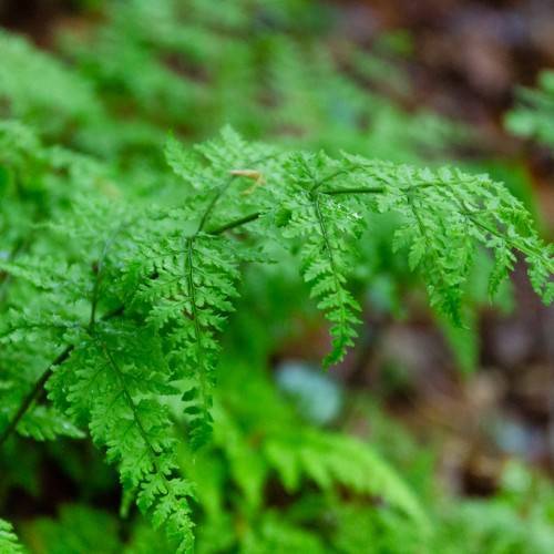 lush-green leaves on light-green petioles and brown-green stems