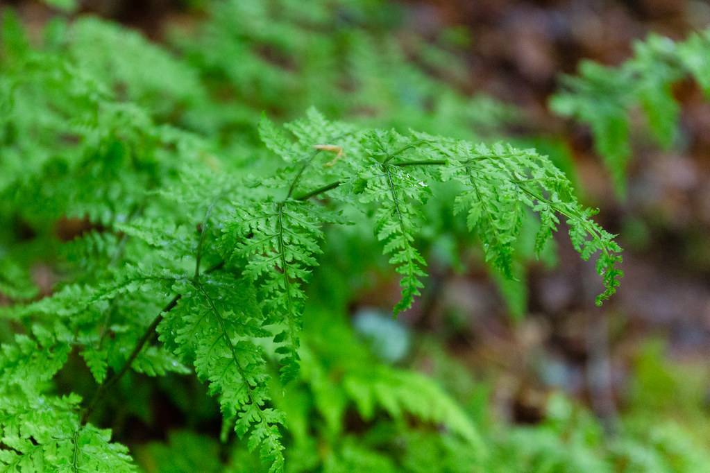 lush-green leaves on light-green petioles and brown-green stems