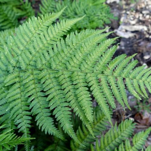 green foliage with green stems