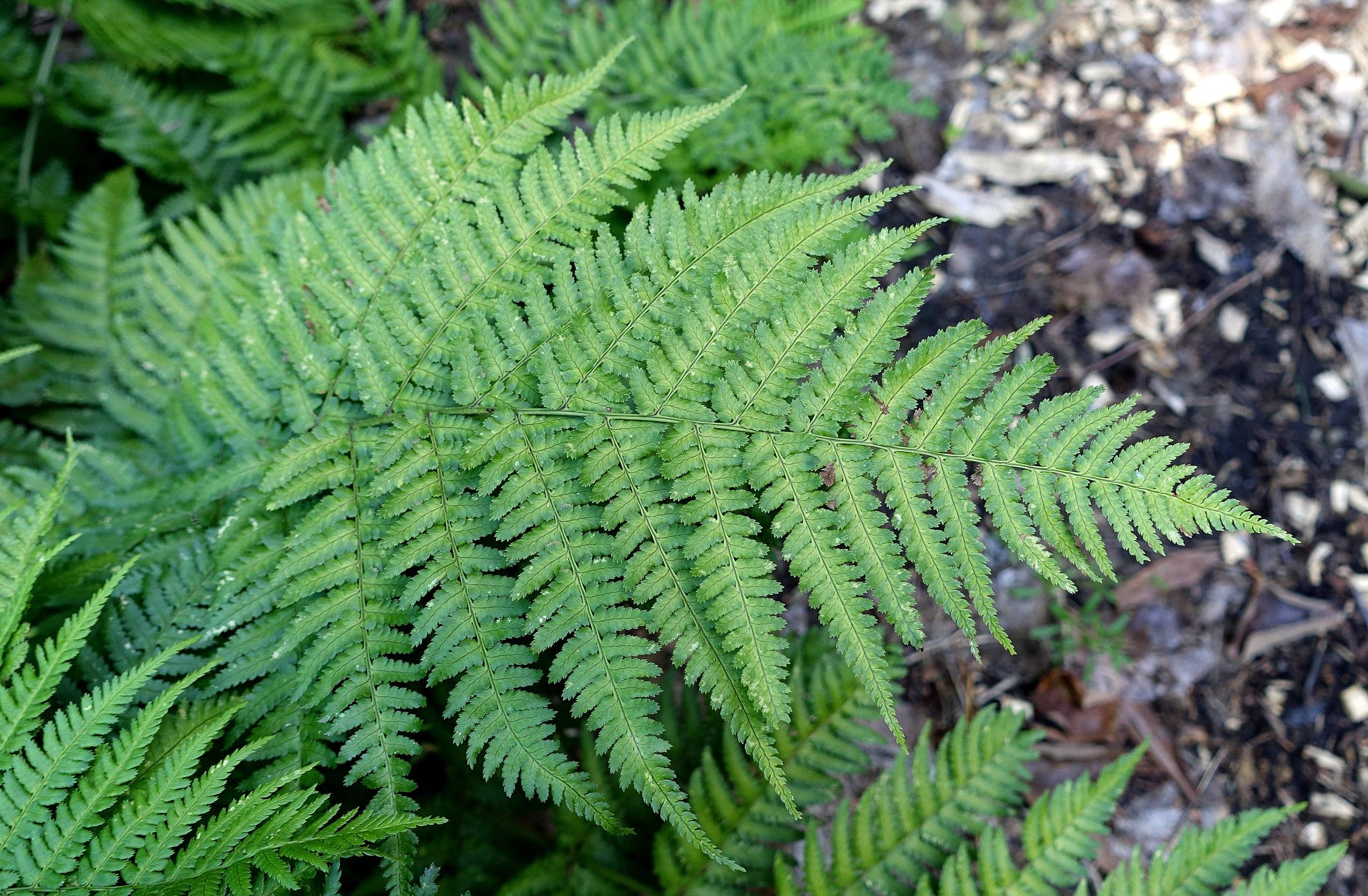 green foliage with green stems