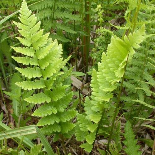 yellow-green leaves on light-green petioles and stems