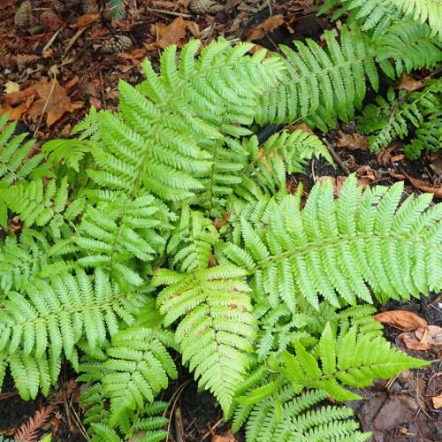 lime-green foliage with lime-brown stems