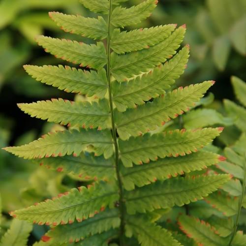 green-red foliage with olive stems