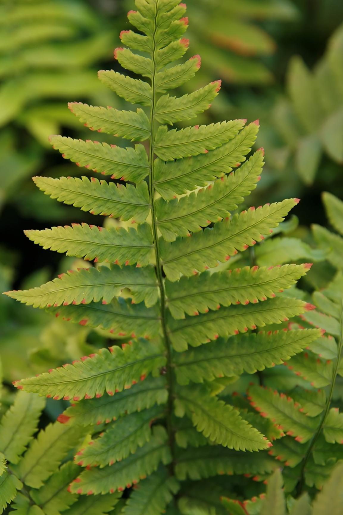 green-red foliage with olive stems