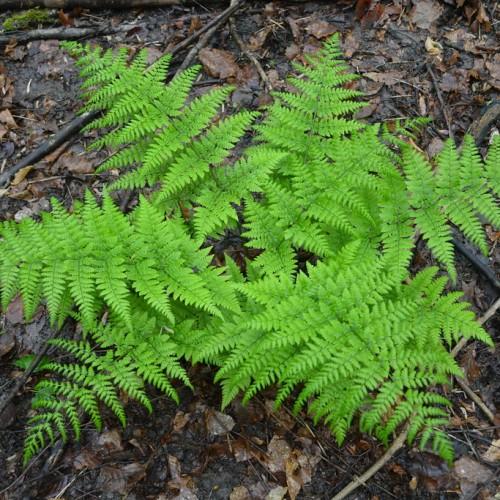 lime foliage with green stems