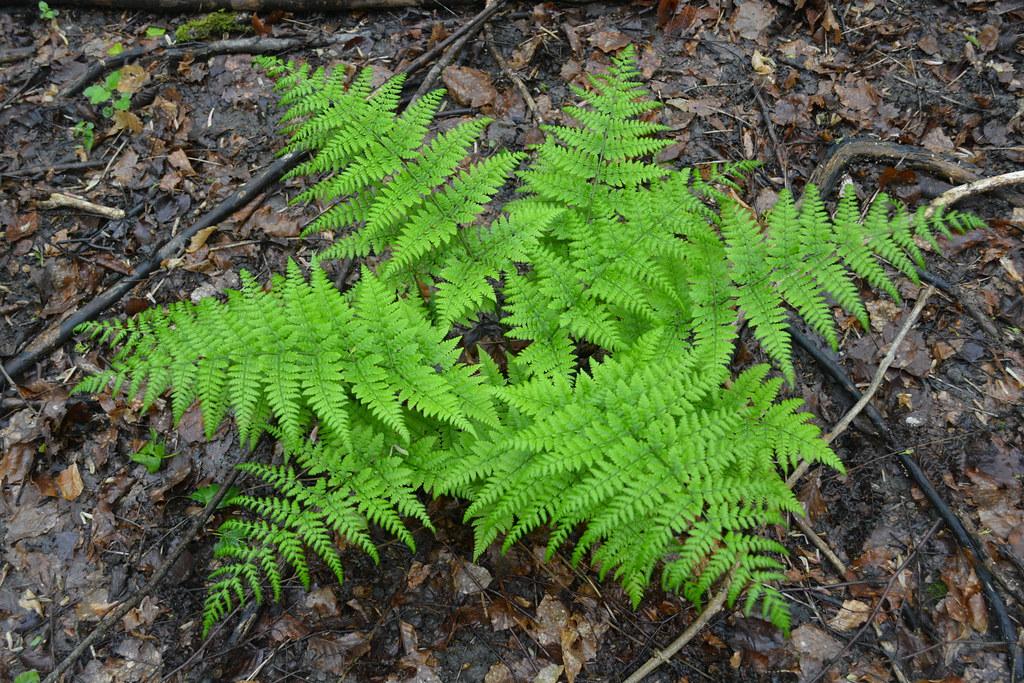 lime foliage with green stems