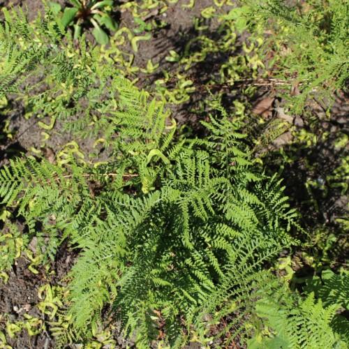 lime foliage with lime stems